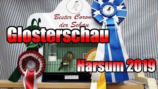 Gloster auf der Spezialschau in Harsum/Asel 2019 | Germany | 09.11.2019