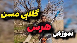 اگر درخت گلابی داری،اینجوری هرس کن