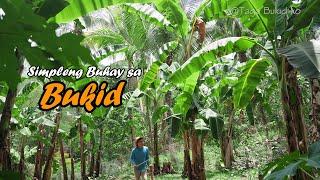 Puso ng Saging Bola bola | Buhay Bukid | A Simple Life in the Countryside