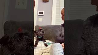 Pepper Almost Got Caught by a Hawk! - RxCKSTxR Comedy Voiceover