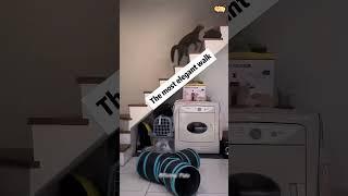 Interesting pet videos! #cat #dog #pets #music #meme #funny