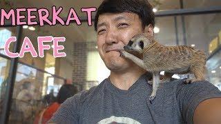 ADORABLE Meerkat & Raccoon Cafe in Seoul South Korea