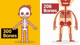 Why do Babies Have More Bones Than Adults, and What Happens to Them?