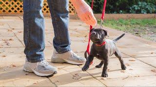 Officials remind pet owners of leash laws across West Michigan