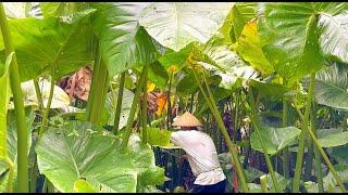 Harvesting and Cooking Giant Swamp Taro I Joseph The Explorer