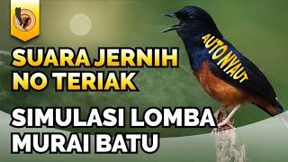 1 Jam Nonstop TANPA TERIAKAN, SIMULASI LOMBA MURAI BATU GACOR BANYAK ISIAN MEWAH