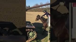 Horse vs Tank?!?! 