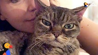 Aggressive Cat Shocks Mom By Becoming A Snugglebug - BARBARA | The Dodo