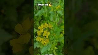 Farmer life . natural view . adarsh maurya #song #trendingshorts #viralvideo #farminglife #sad