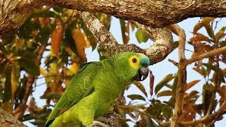 Sounds of TURQUOISE-FRONTED PARROT, AMAZONA AESTIVA, PAPAGAIO-VERDADEIRO, Wildlife shows,