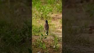 Walking myna bird pair. #shorts