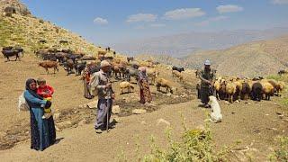 "Life in the mountains" one day with the kuhgol family and grazing the sheep of the | Iranian nomads