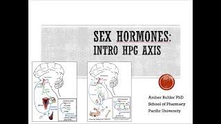 Sex Hormones: Intro to the HPG axis