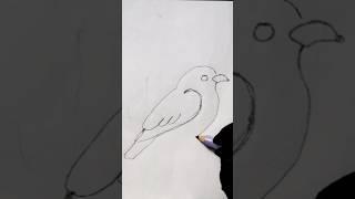 bird pencil drawing step by step for biggeners #bird #art #birddrawing #video #art #shortsvideo