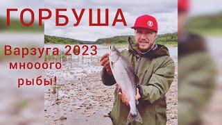 Варзуга 2023. Как мы поймали много горбуши и семги. Супер рыбалка,  ньюансы выбора места и лова. Ч.2