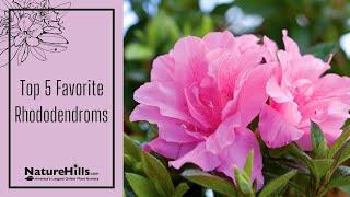 Top 5 Favorite Rhododendrons | NatureHills.com