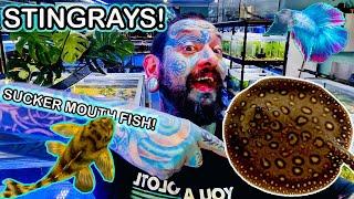 AWESOME EXOTIC FISH UNBOXING! Paul's Aquariums!!