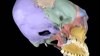 Acland's Video Atlas of Human Anatomy: Sphenoid Bone (new)