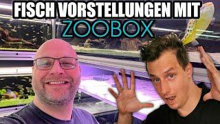 Fisch Vorstellungen mit Zoobox | Fische für kleine Aquarien & Scapes