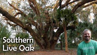 Southern Live Oak - Quercus virginiana