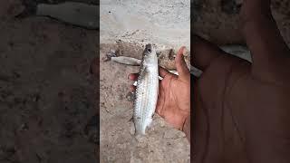 The great (grey) mullet fish hunting on the river.(Triple hook fishing)#blogger#fishing#Telugu#RR