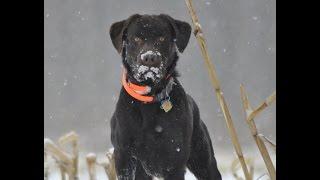 Pheasant Hunting With Dogs - Tips for Beginners Part 3