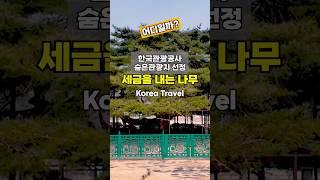 한국관광공사 숨은관광지 선정, 세금과 장학금을 내는 나무로 실제 토지를 소유하고 있다고 합니다 #여행하는핑초