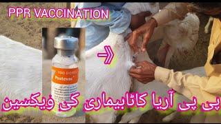 PPR VACCINE FOR GOATS|| GOATS disease and care || goats vaccination