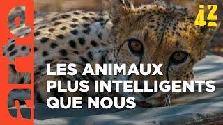 Les animaux : moins bêtes que nous ? | 42, la réponse à presque tout | ARTE