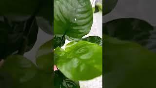 Anubias Barteri Broadleaf Bare Root EPIC Aquarium Plant For Sale