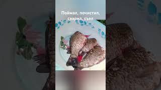 #еда #вкусно #live #рецепт #уха#едаялюблютебя #актив #рекомендации #dhdg