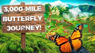 The Amazing Journey of the Monarch Butterfly: Nature’s Ultimate Adventurer!