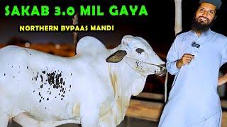 SAKAB 3.0 Mil Gya | Northern Bypass Cow Mandi Bargaining | Cattle Market Karachi | Bakra Eid 2024