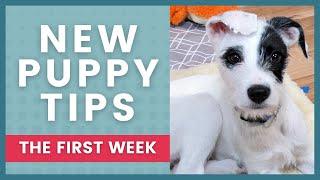 The First Week Home: What to Expect With Your New Puppy