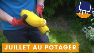 Potager en JUILLET (série de vidéo de jardinage)