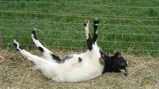 Best of Fainting Goats | EpicVirals | [HD]