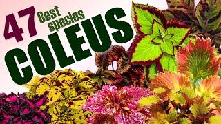 BEST 47 COLEUS SPECIES | HERB STORIES