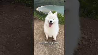 Mud monster strikes again  #dog #samoyed #fluffydog