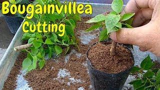 How to Grow Bougainvillea From Cutting Part-1 (December 2018)