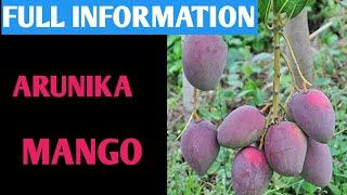 Arunika Mango Full Information Super Hybrid Mango In India में आने वाले समय सबसे अच्छा आम होगा