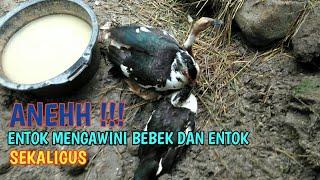 Aneh !!! Entok Jantan Ini Kawin Dengan Bebek Dan Entok Sekaligus | Entok Kawin Dengan Bebek