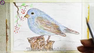 How to Draw Bird 01 Step by Step Art Education Camart