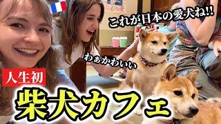 初来日!!人生初の「柴犬カフェ」に犬好きフランス人の感動が止まらない!!【外国人の反応】