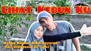 Belajar berkebun di Turki nanam bibit sayuran dari Indonesia