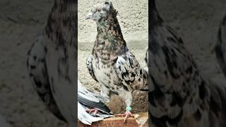 БЕСПЛАТНО  #tauben #pigeon #kabootar #birds #vogel #kabutar