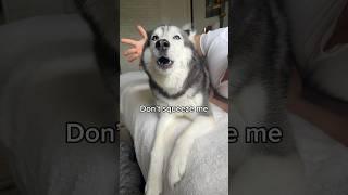 I Gave My Husky 100 Kisses & She Loves It