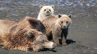 Grizzly bear viewing at Lake Clark, Alaska 4K