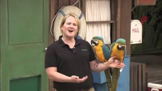 Macaws