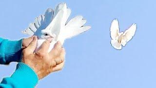 Николаевские голуби.  Тренировка молодых.  Голуби Украины