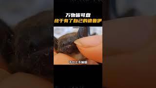 万物皆可盘，咱们需要自己的德鲁伊 #动物 #昆虫